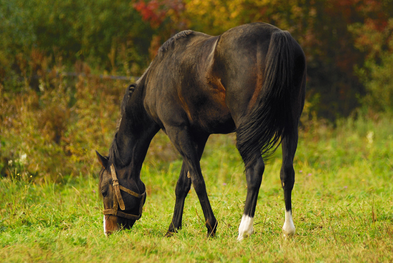 Architektúra / Stajňa pre kone - foto